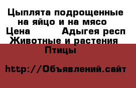 Цыплята подрощенные на яйцо и на мясо › Цена ­ 130 - Адыгея респ. Животные и растения » Птицы   